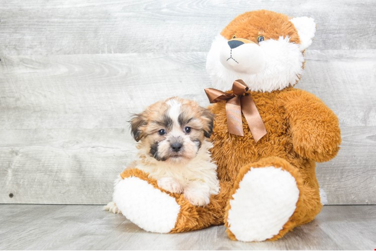 Best Teddy Bear Baby