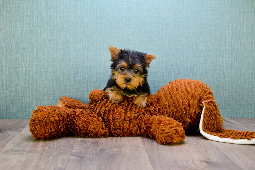 Meet Tinkerbell - our Yorkshire Terrier Puppy Photo 
