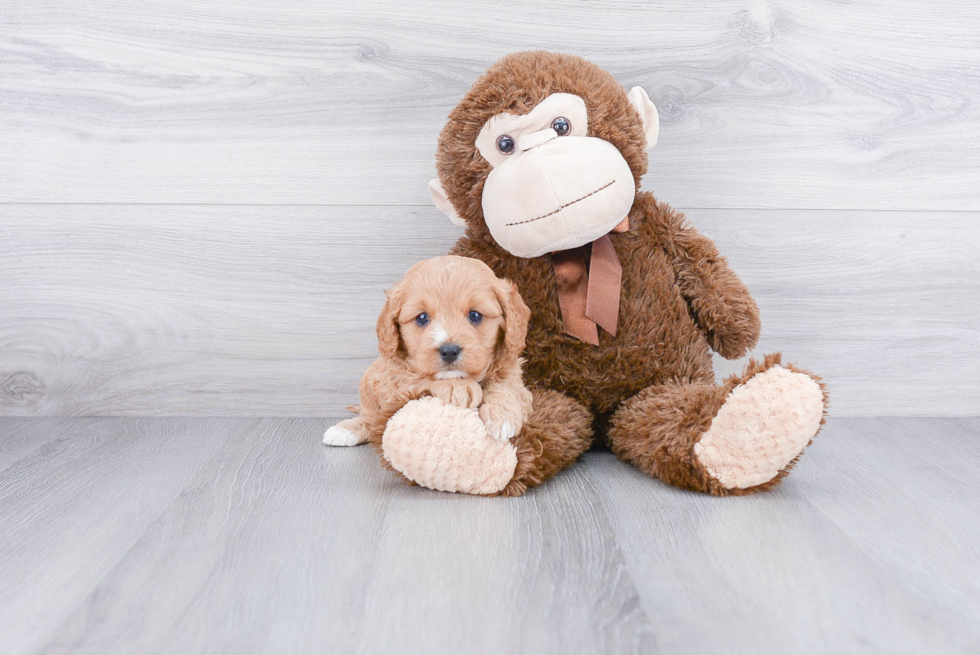 Cavapoo Pup Being Cute