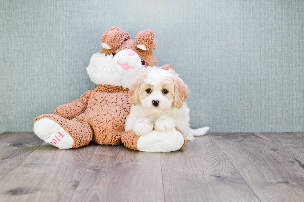 Cute Cavachon Baby