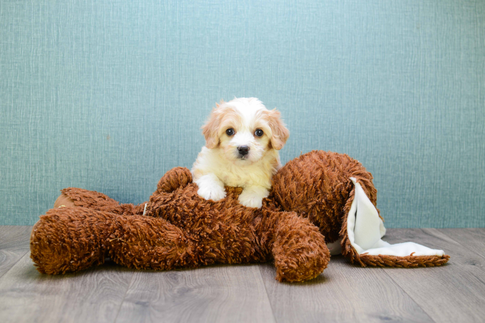 Meet Liz - our Cavachon Puppy Photo 