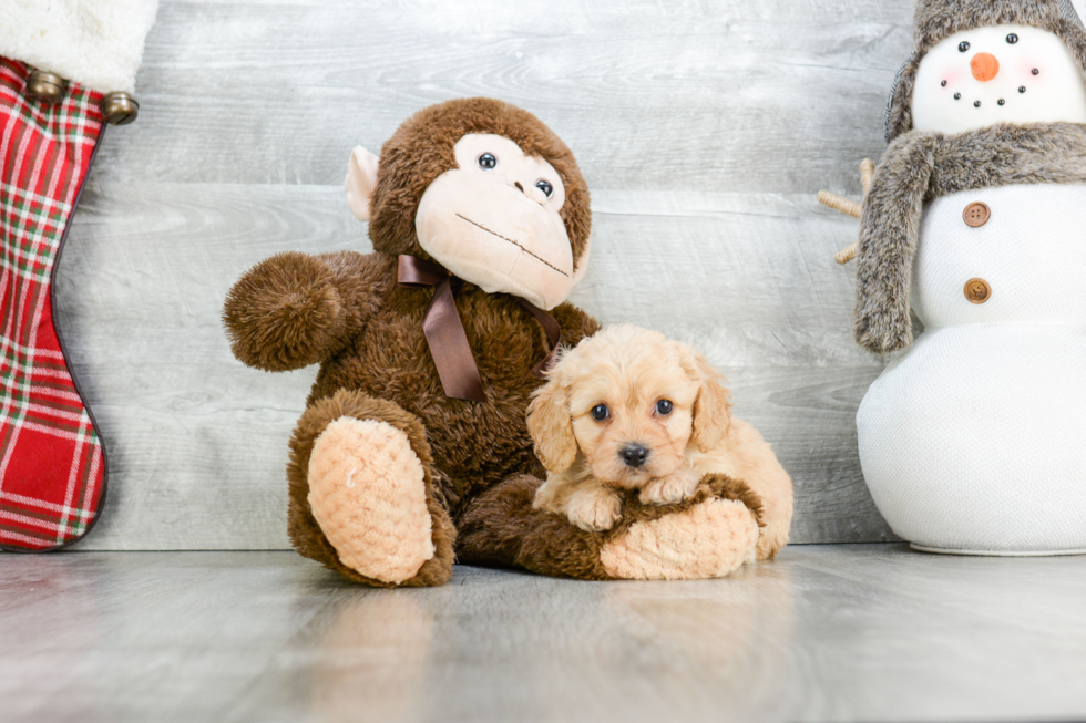 Small Cavachon Baby