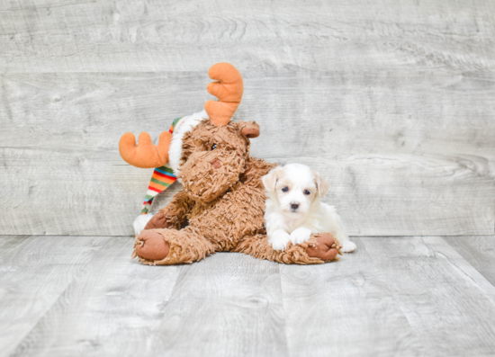 Maltipoo Pup Being Cute