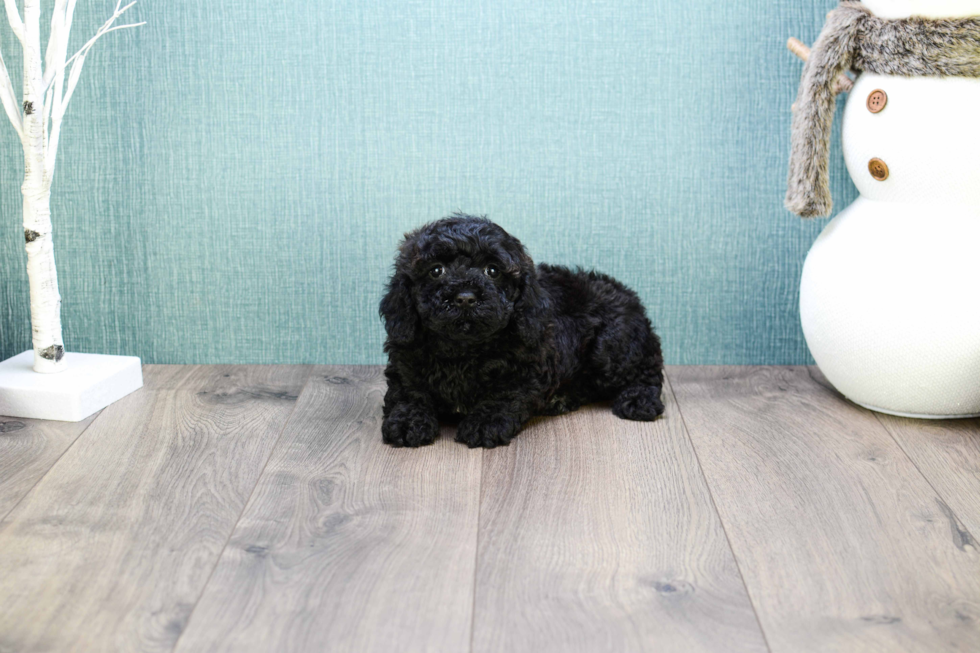 Petite Cavapoo Poodle Mix Pup