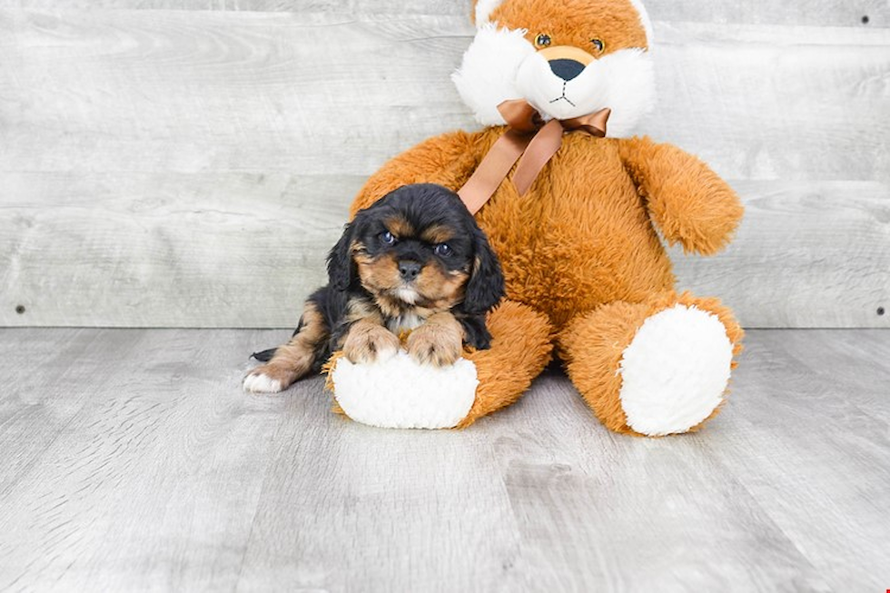 Funny Cavalier King Charles Spaniel Purebred Pup