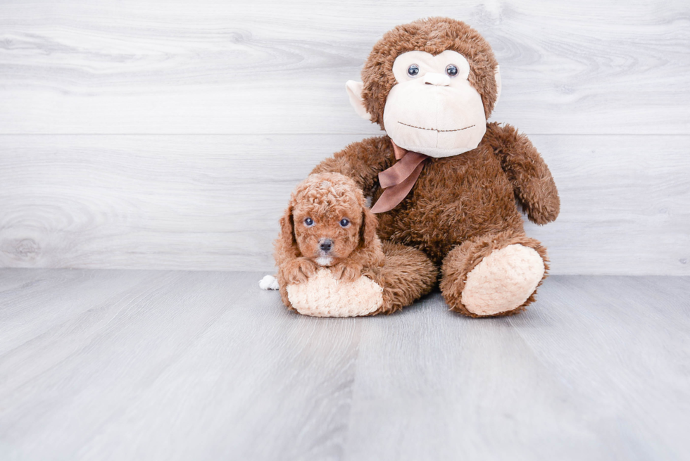 Energetic Cavoodle Poodle Mix Puppy