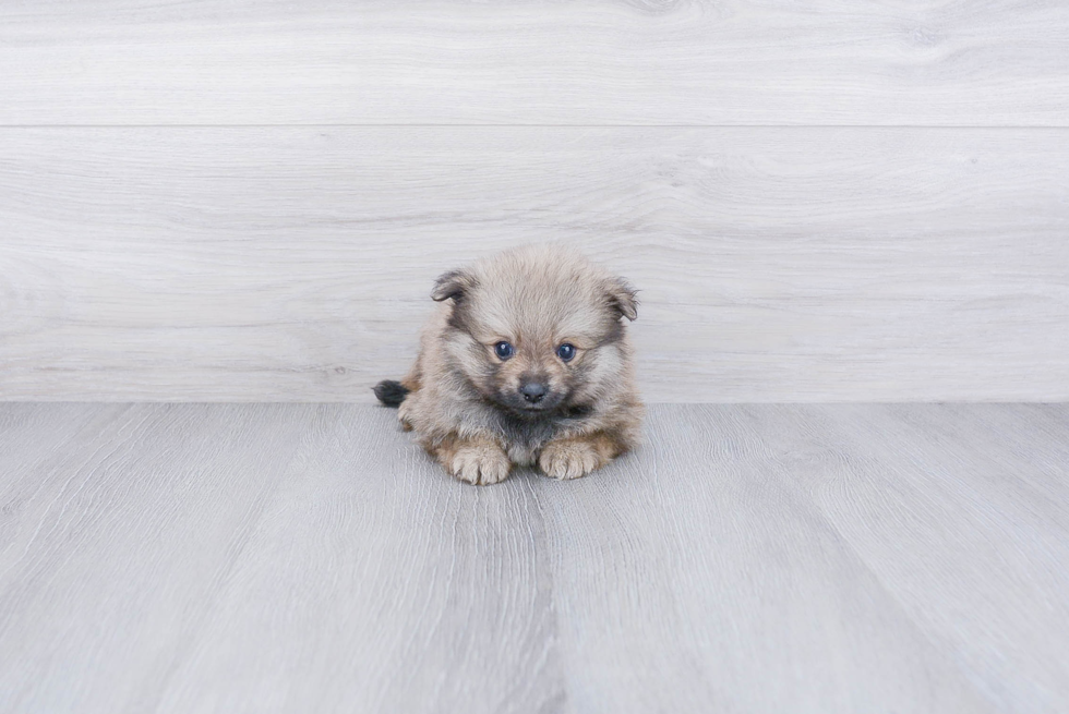 Pomeranian Puppy for Adoption