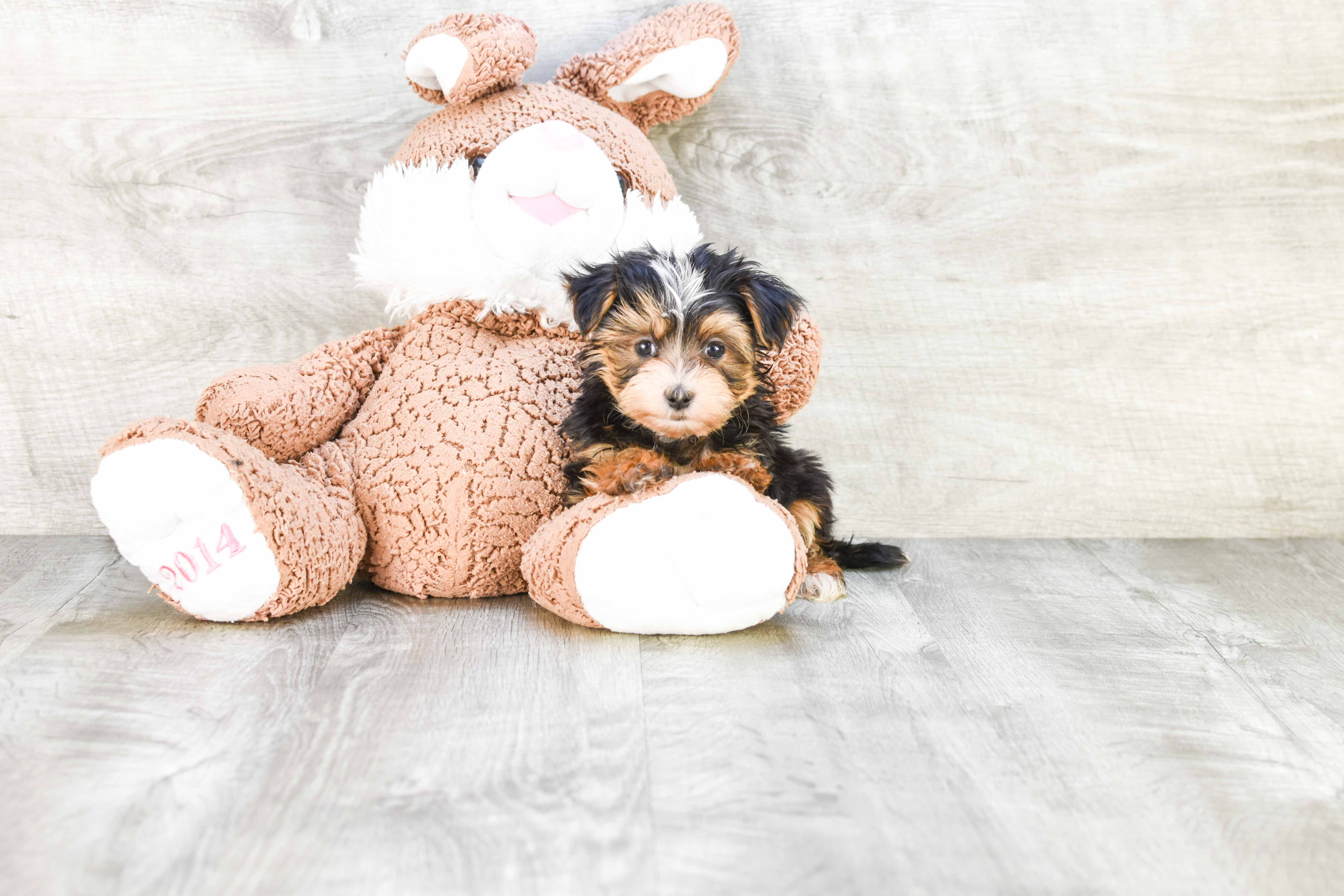 Energetic Yorkie Designer Puppy
