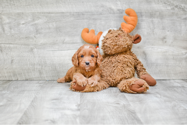 Cavapoo Puppy for Adoption