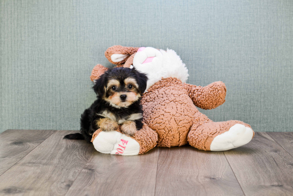 Playful Yorkie Designer Puppy