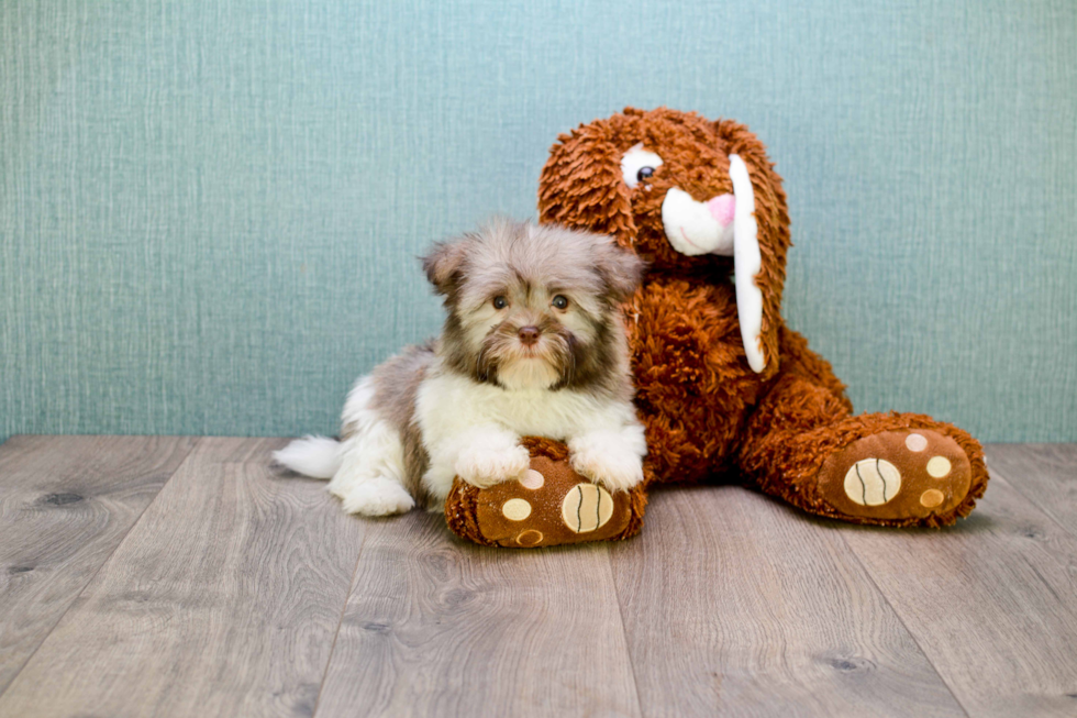 Popular Havanese Purebred Pup