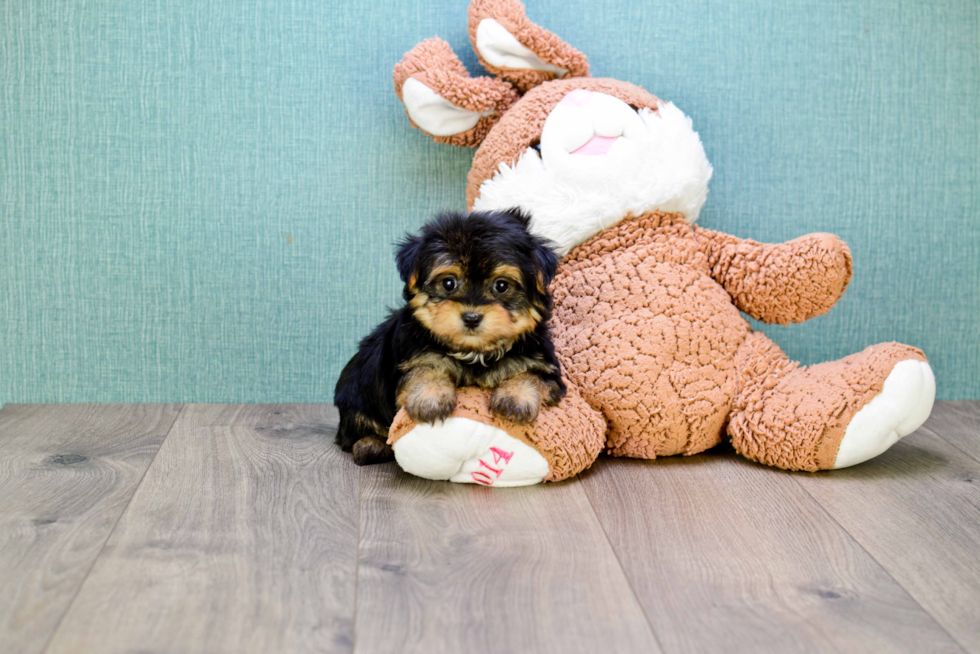 Playful Yorkie Designer Puppy