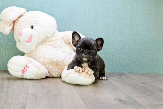 Friendly French Bulldog Baby