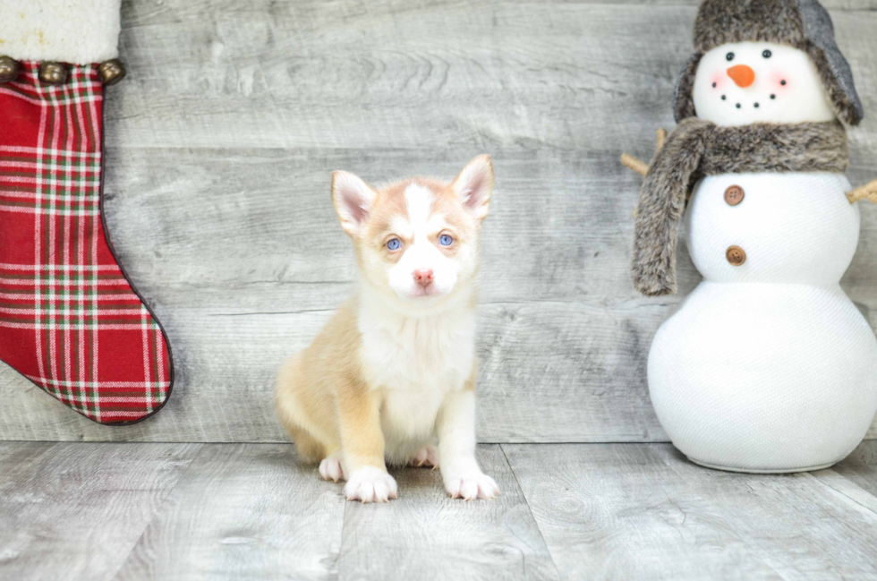 Pomsky Puppy for Adoption