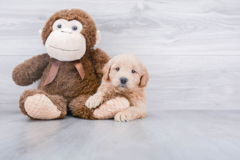 Hypoallergenic Golden Retriever Poodle Mix Puppy