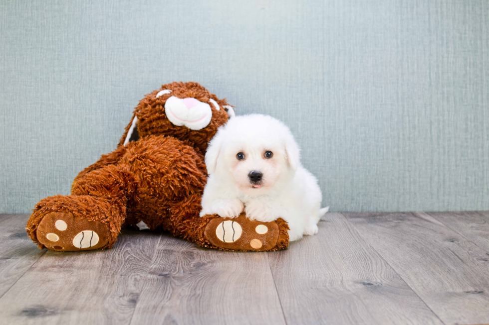 Little Bichon Frise Purebred Pup