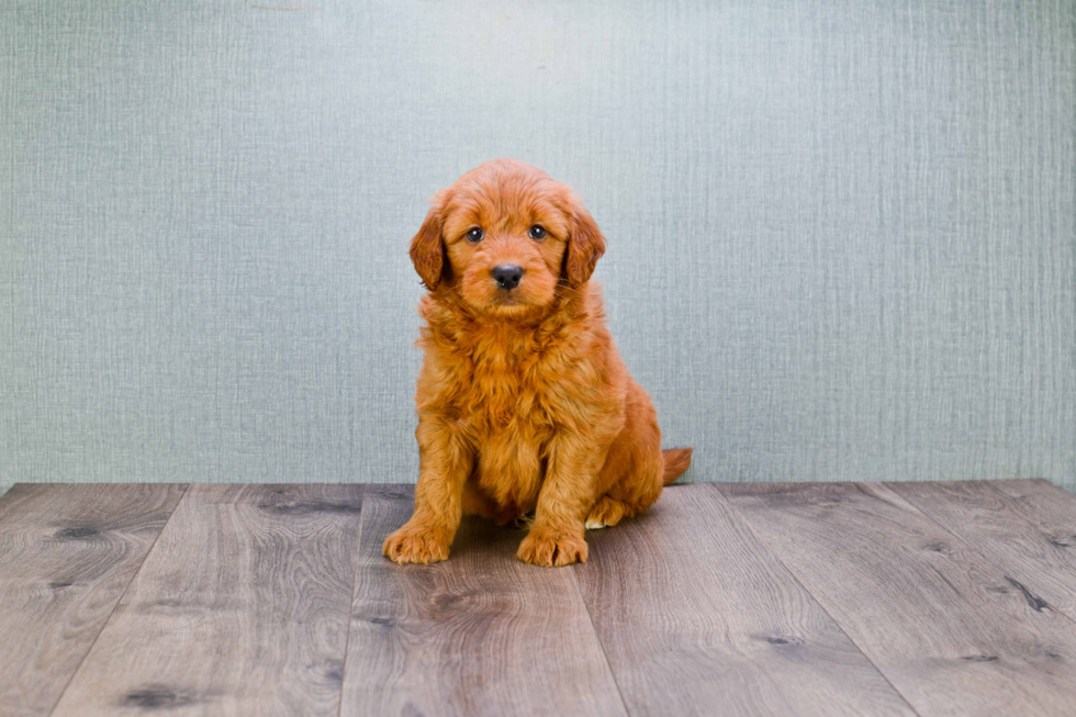 Mini Goldendoodle Puppy for Adoption