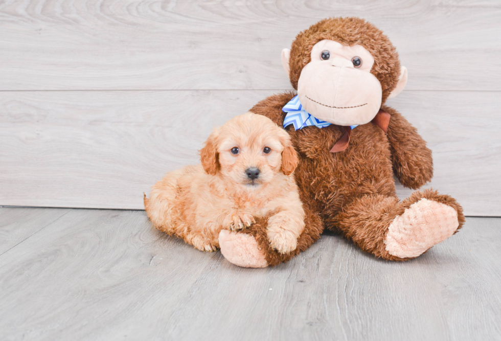 Mini Goldendoodle Pup Being Cute