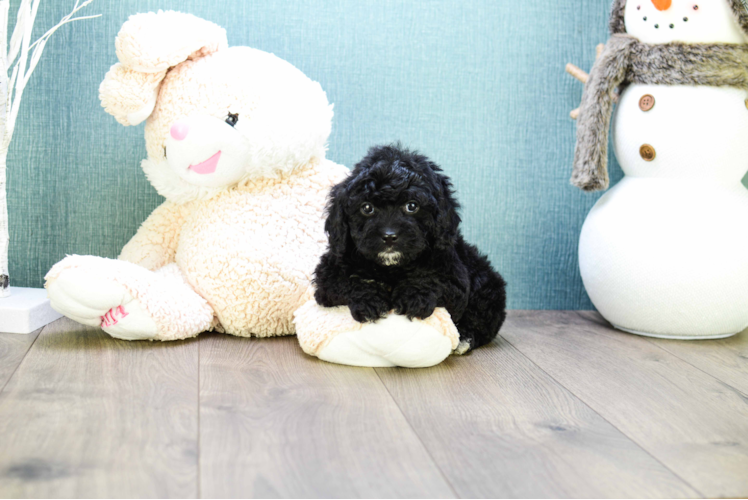 Little Cavoodle Poodle Mix Puppy