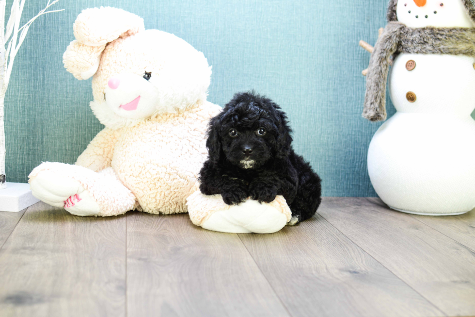 Little Cavoodle Poodle Mix Puppy
