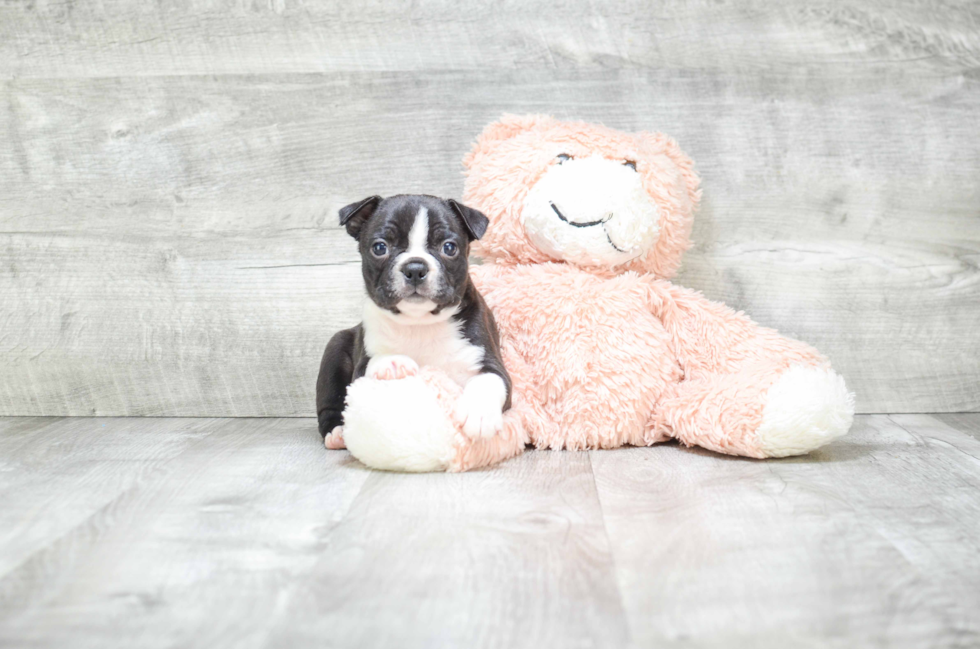 Boston Terrier Puppy for Adoption