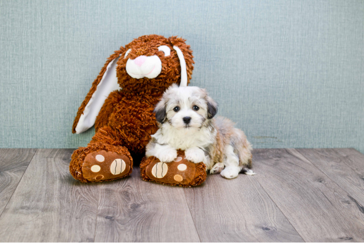 Best Havanese Baby