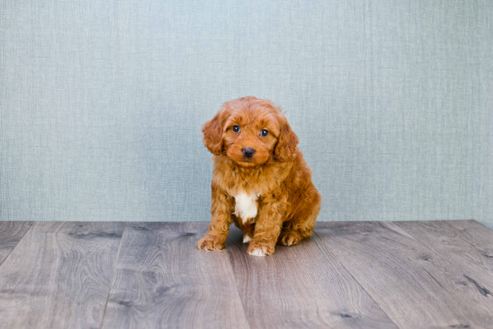 Little Golden Retriever Poodle Mix Puppy