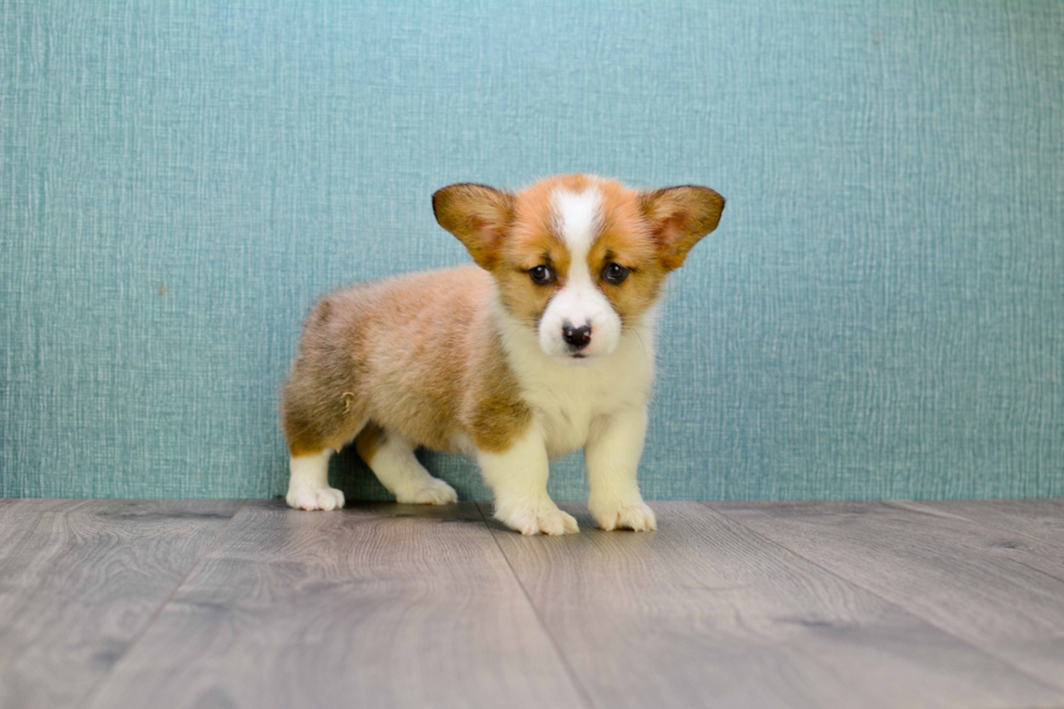 Best Pembroke Welsh Corgi Baby