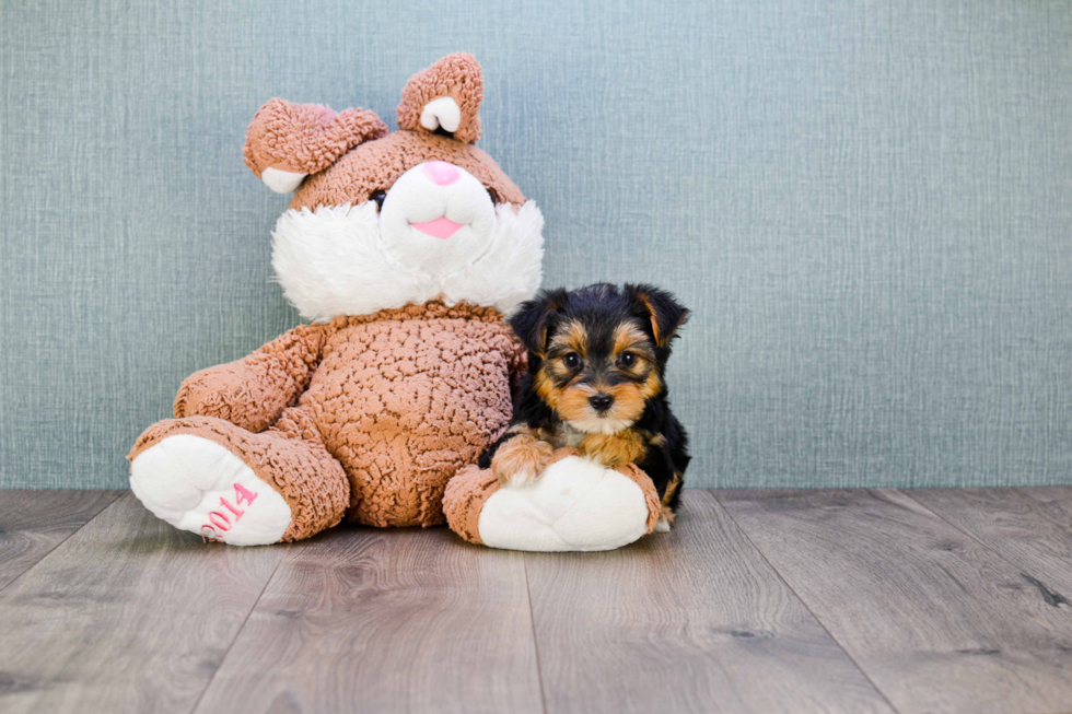 Meet Rihanna - our Yorkshire Terrier Puppy Photo 
