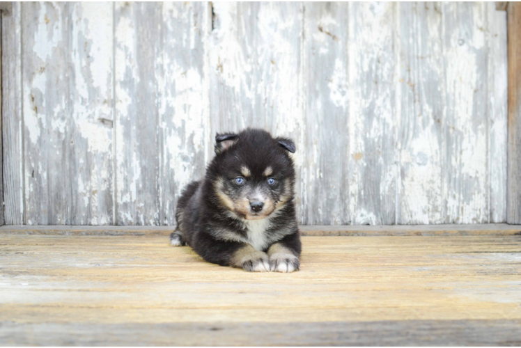 Cute Pomsky Baby