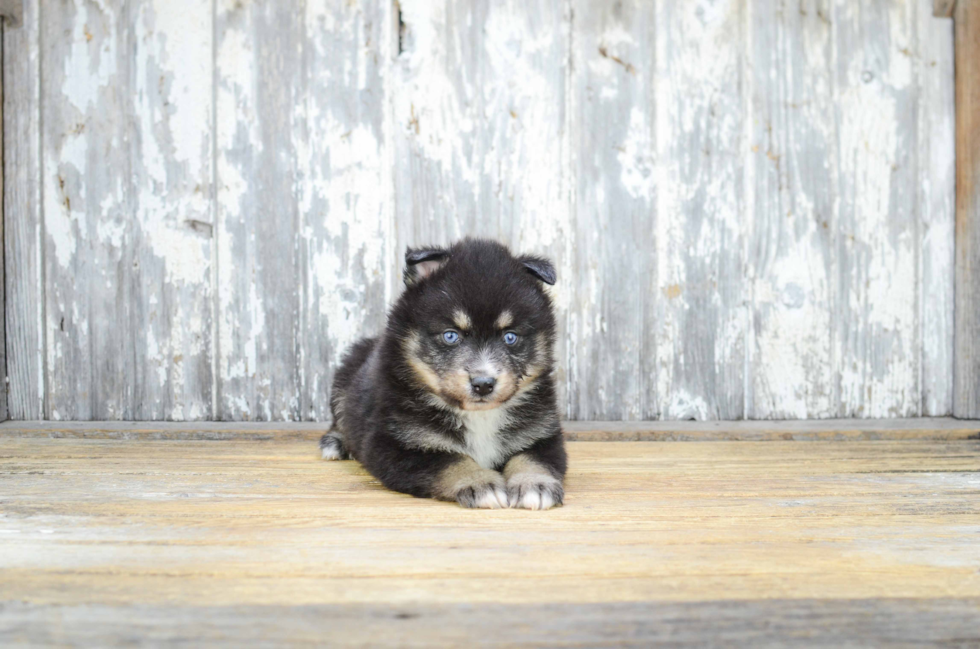 Cute Pomsky Baby