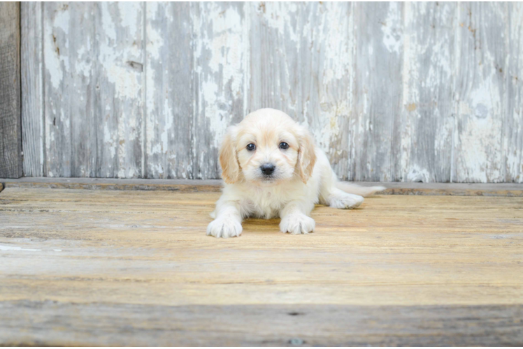 Sweet Cavapoo Baby