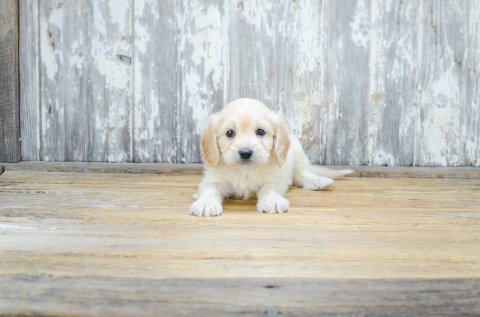 Sweet Cavapoo Baby