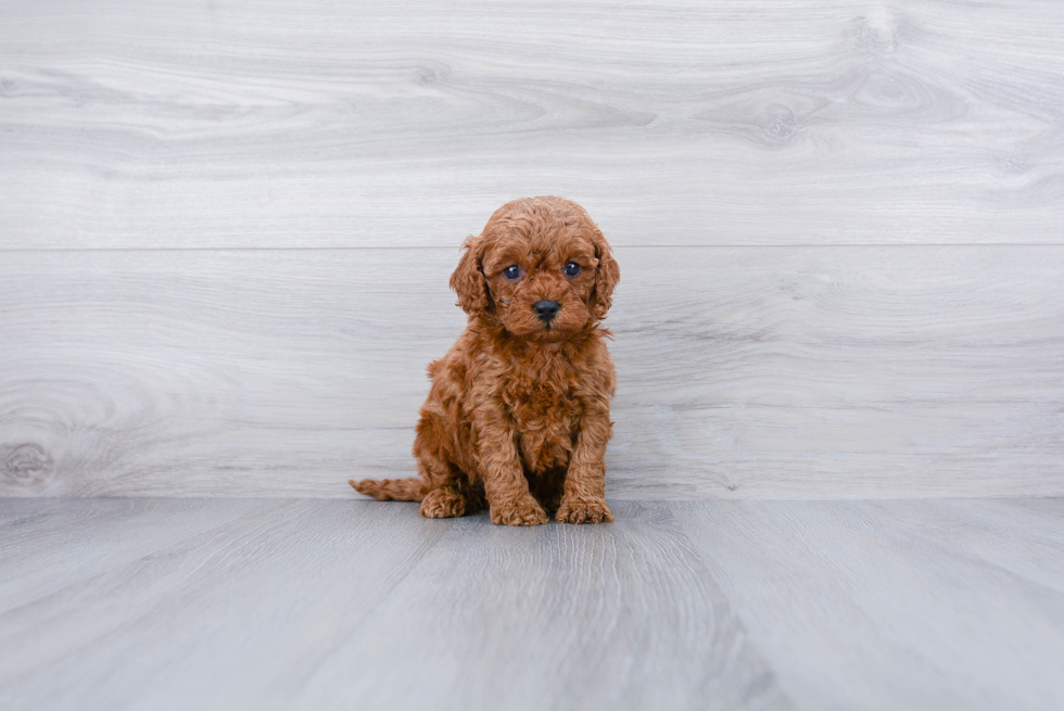 Small Cavapoo Baby