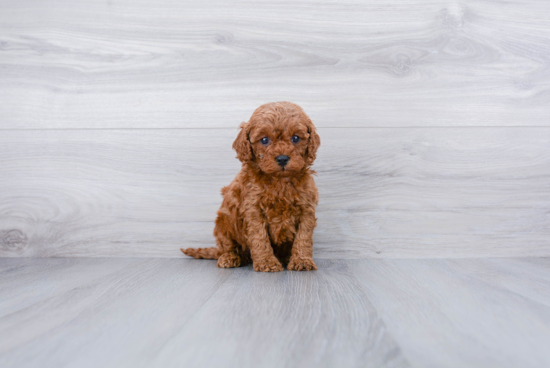 Small Cavapoo Baby