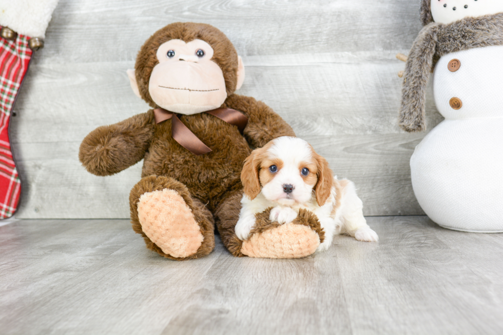 Cavalier King Charles Spaniel Puppy for Adoption