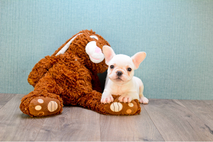 French Bulldog Puppy for Adoption