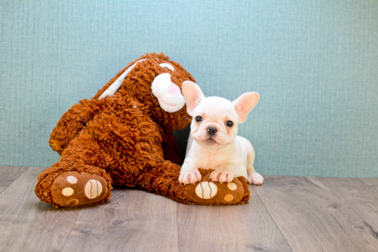 French Bulldog Puppy for Adoption