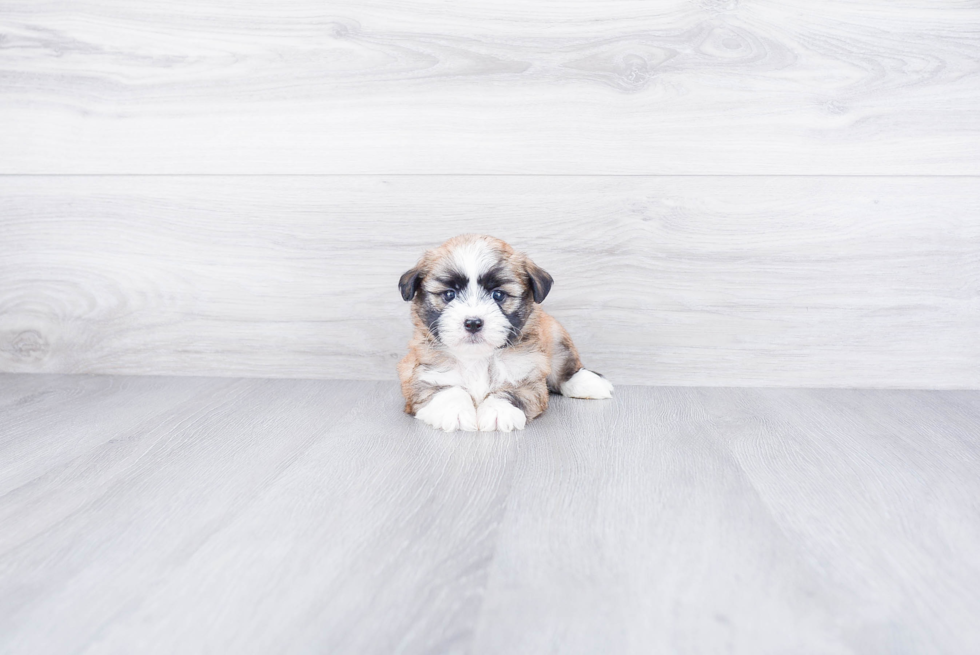 Havanese Pup Being Cute