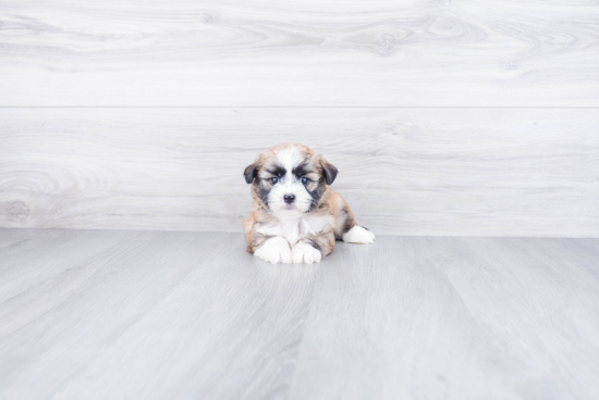 Havanese Pup Being Cute