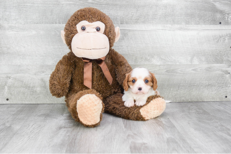 Cavalier King Charles Spaniel Puppy for Adoption