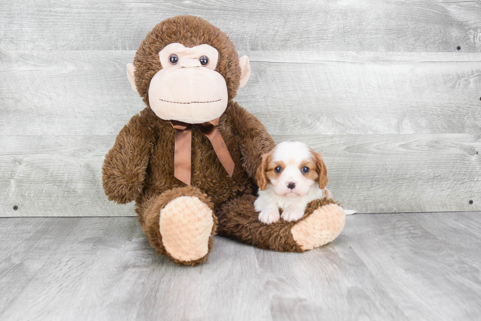 Cavalier King Charles Spaniel Puppy for Adoption