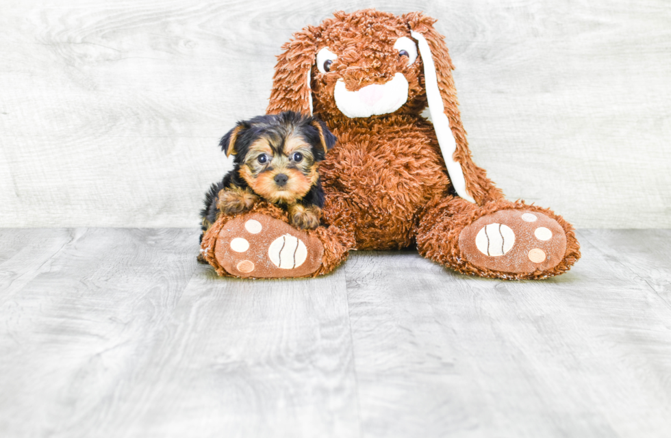 Meet Twinkle - our Yorkshire Terrier Puppy Photo 