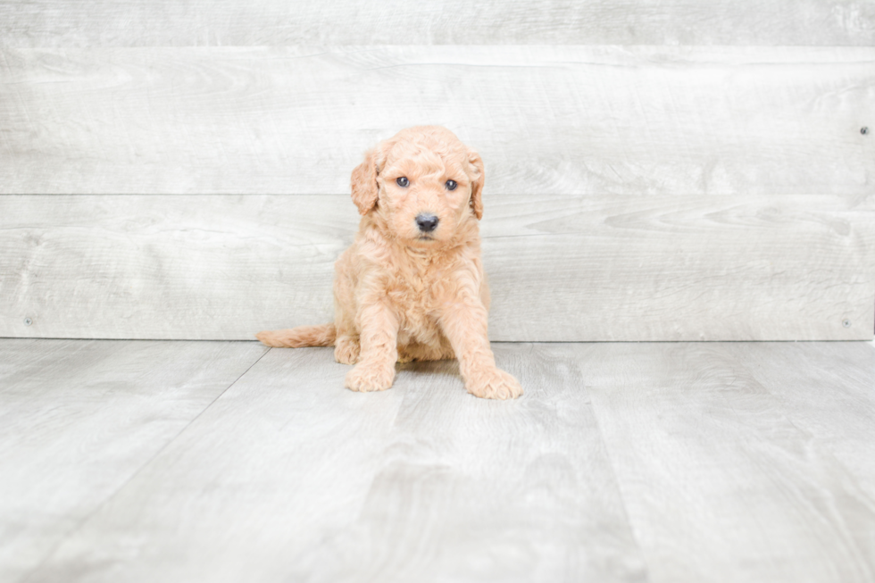 Mini Goldendoodle Pup Being Cute