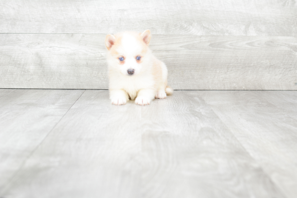 Energetic Mini Husky Designer Puppy