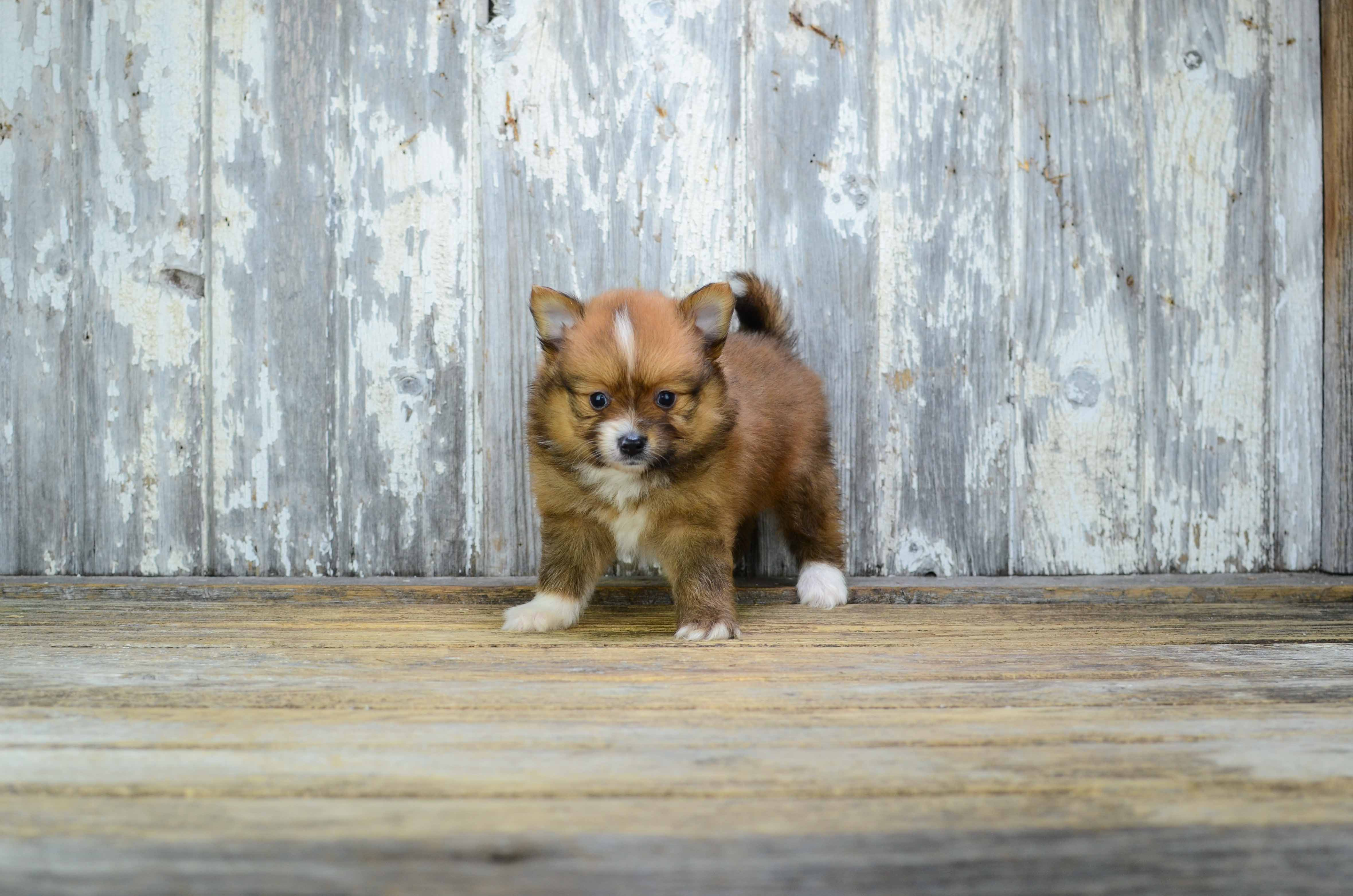 Pomeranian Puppy for Adoption