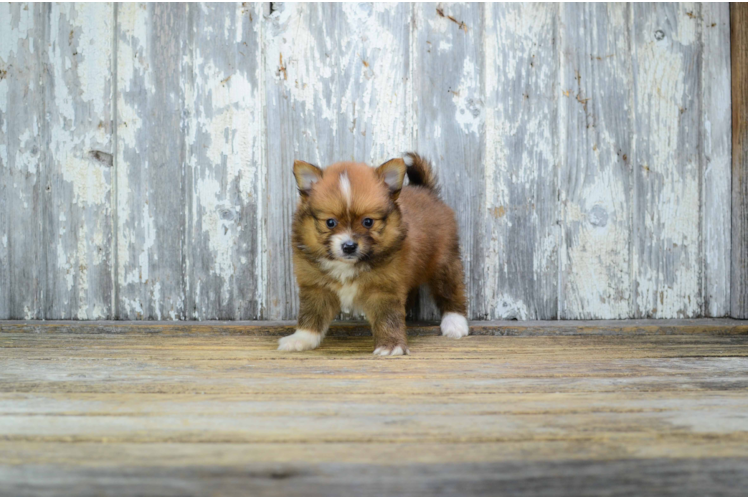 Pomeranian Puppy for Adoption