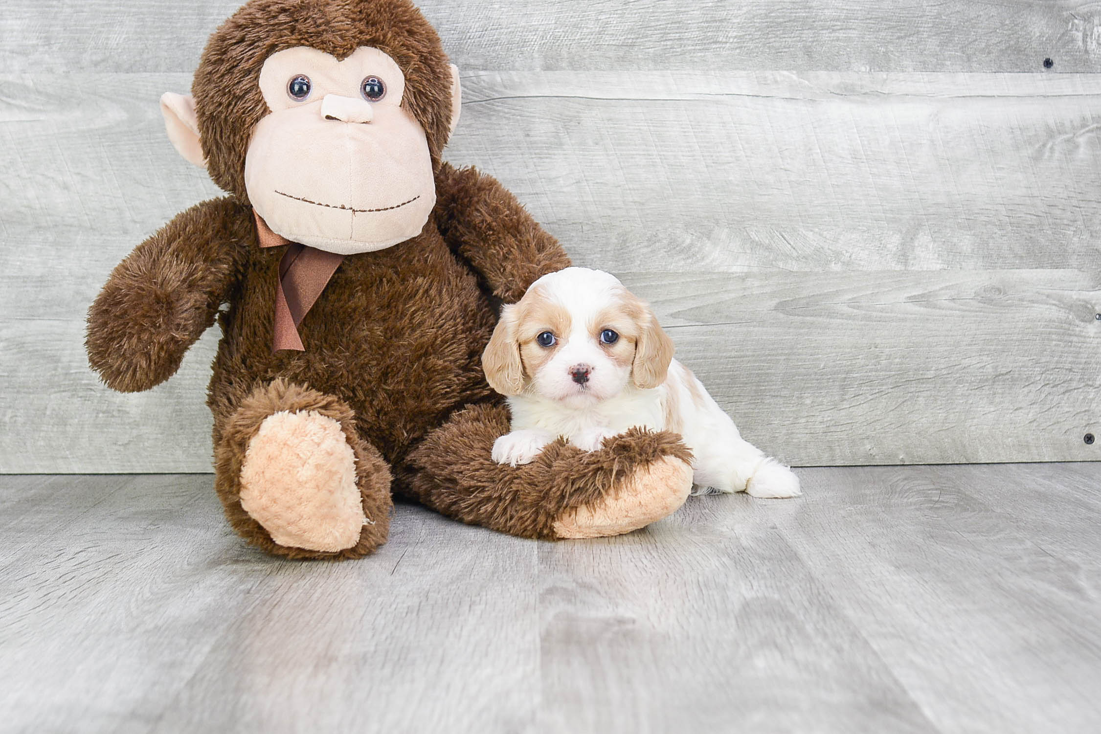 Playful Cavalier Designer Puppy