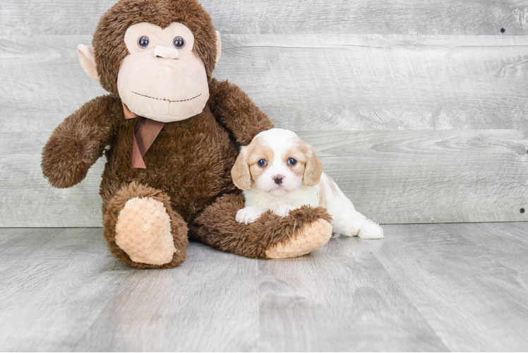 Playful Cavalier Designer Puppy