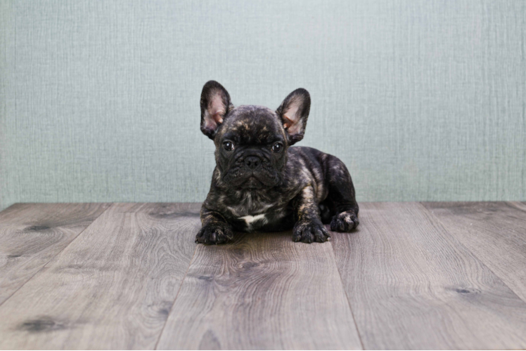 French Bulldog Puppy for Adoption